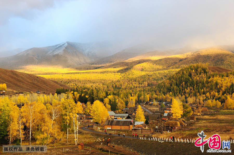 新疆阿勒泰地区哈巴河县铁热克提乡白哈巴村的绚丽秋色。 新疆阿勒泰地区哈巴河县铁热克提乡白哈巴村的绚丽秋色。