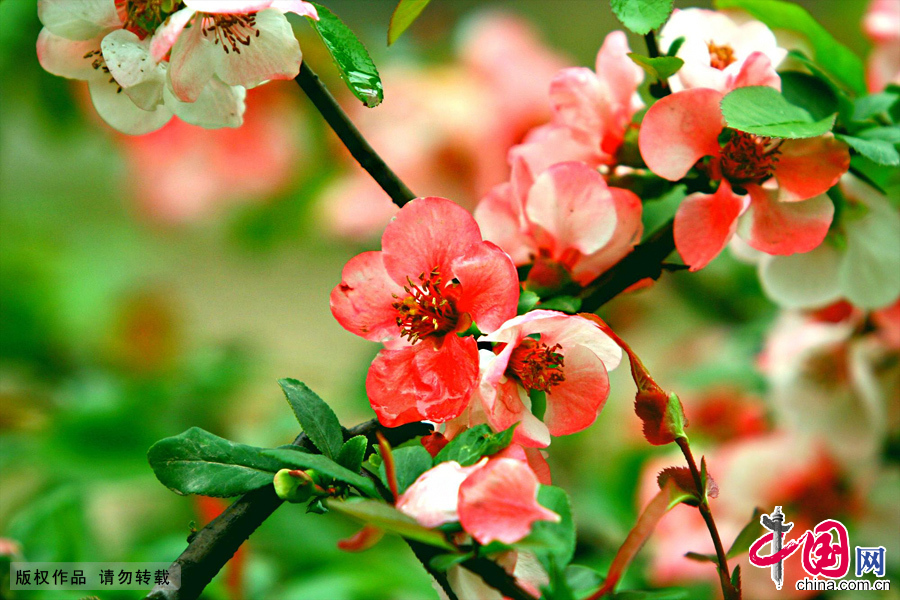 江苏莫愁湖海棠花开。 江苏莫愁湖海棠花开。