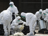 香港扑杀2万家禽 暂停交易21天