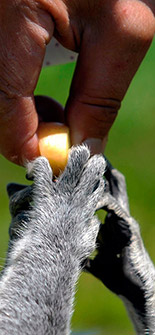 ��β��������Ա�����Ǻ�����