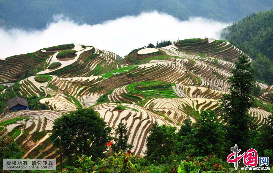 龙脊梯田从山脚盘绕到山顶,小山如螺,大山似塔,层层叠叠,高低错落。中国网图片库 乔晓春 摄 龙脊梯田从山脚盘绕到山顶,小山如螺,大山似塔,层层叠叠,高低错落。中国网图片库 乔晓春 摄