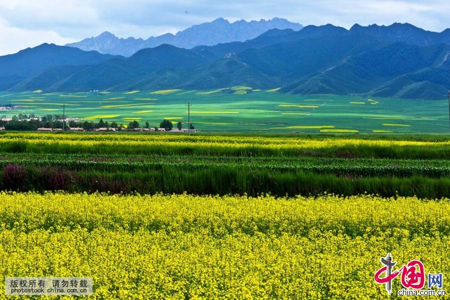 ����ʢ��7�£����������ؽ�����ֲ��ʮ��Ķ�Ͳ˲���ʢ���ڣ��Ͳ˻�����ʢ������ɽ��Ұ���Ͳ������ɫ���ĺ���չ�ֳ�һ���������Ļ�����������ȫ�����ص��ο�ǰ���۹�������