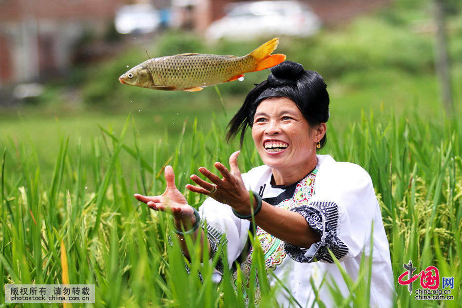 ���������Ž������嶱���һ�ִ�ͳϰ�ף�ÿ�굾�ȼ��������ˮɹ��ʱ�ڣ�������ʣ����嶱�������Ǳ�����������ѵ��Լҳ����㡣