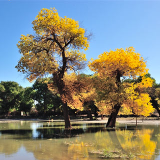 �������Ѥ�����˵ĺ�����[��ͼ]