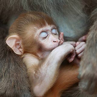 ũ������� С��ĸ�׻���“����”����[��ͼ]