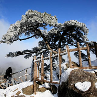 ���գ���������ѩ���ɽ ������֦�����续