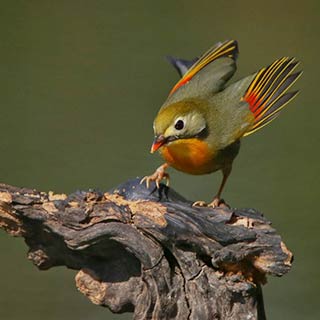 ��˼������ʳ������Ȼ