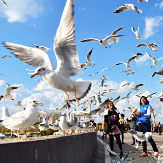 �������»�ů ��Ÿͬ������[��ͼ]