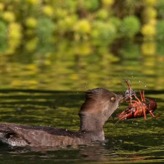 �������ݴ�Ѽ��ʳС��Ϻ����˲��[��ͼ]