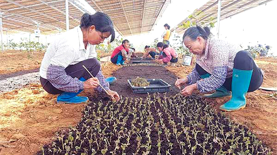 ���������ũҵ������￢����������[��ͼ]